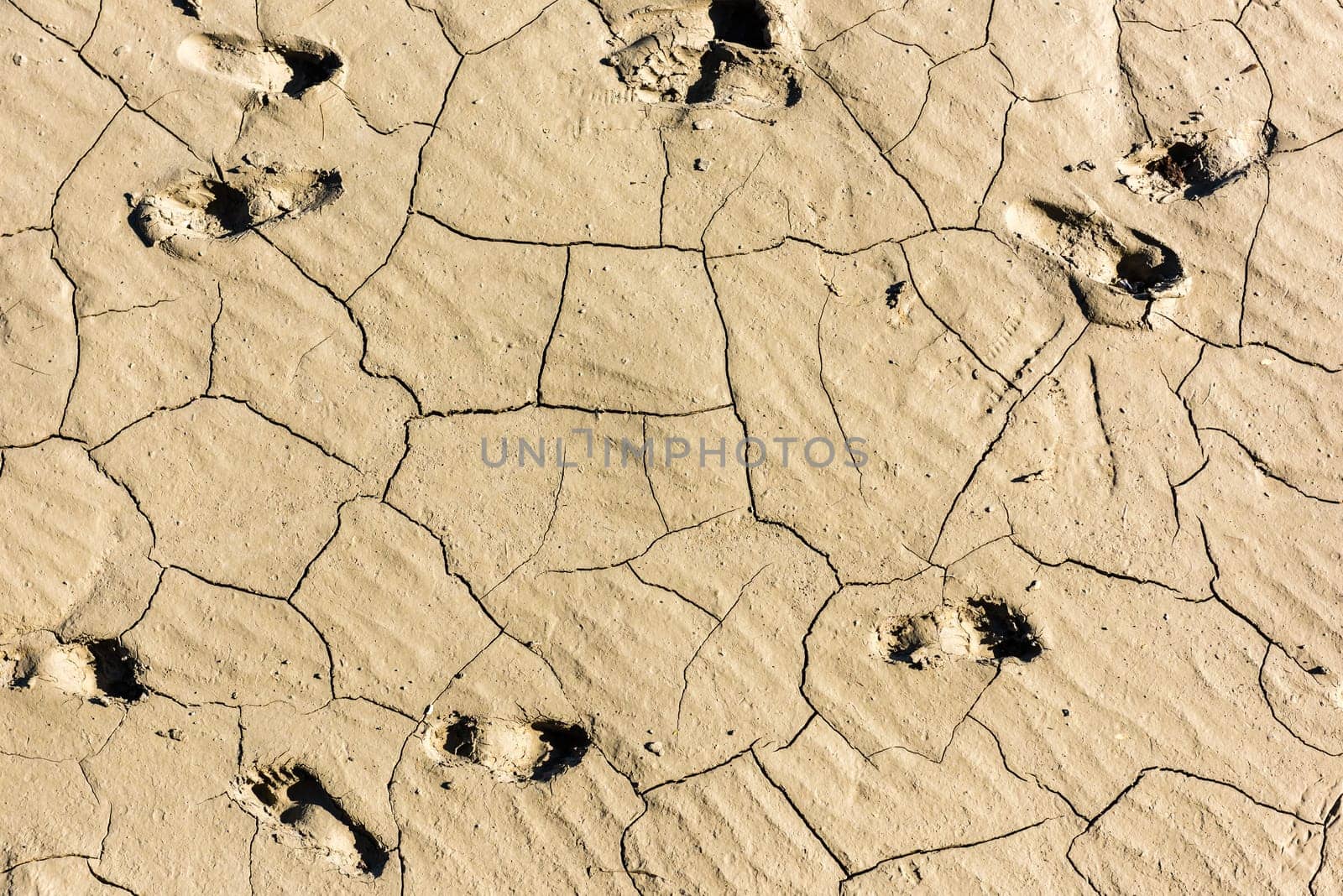 details of a dried cracked earth soil. background
