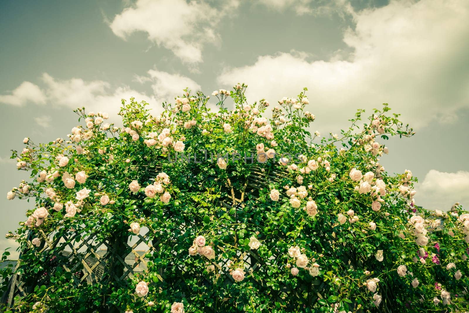 Bush of beautiful roses in a garden. Filtered shot