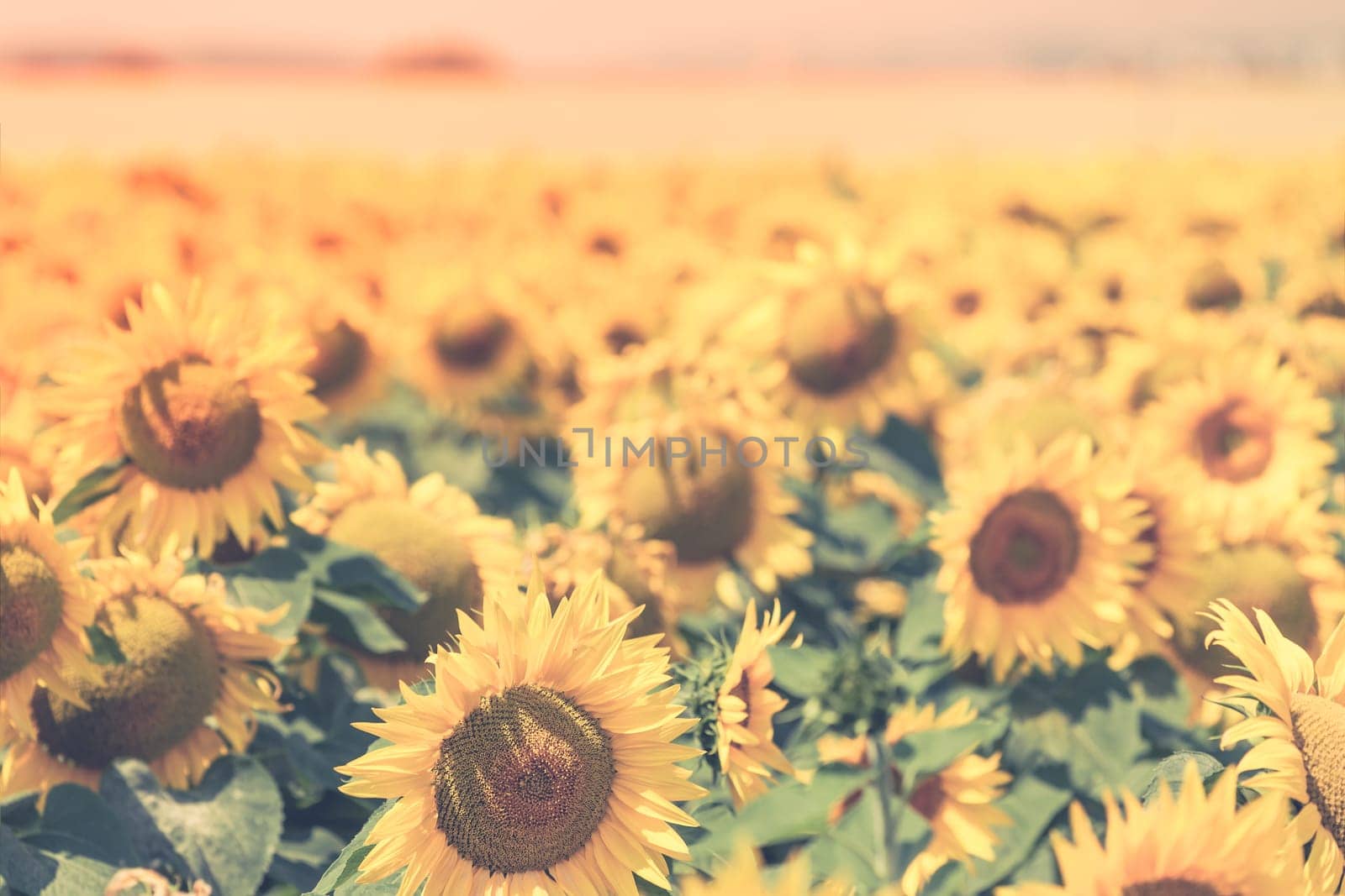 Bright Summer Sunflowers Field. Horizontal filtered shot