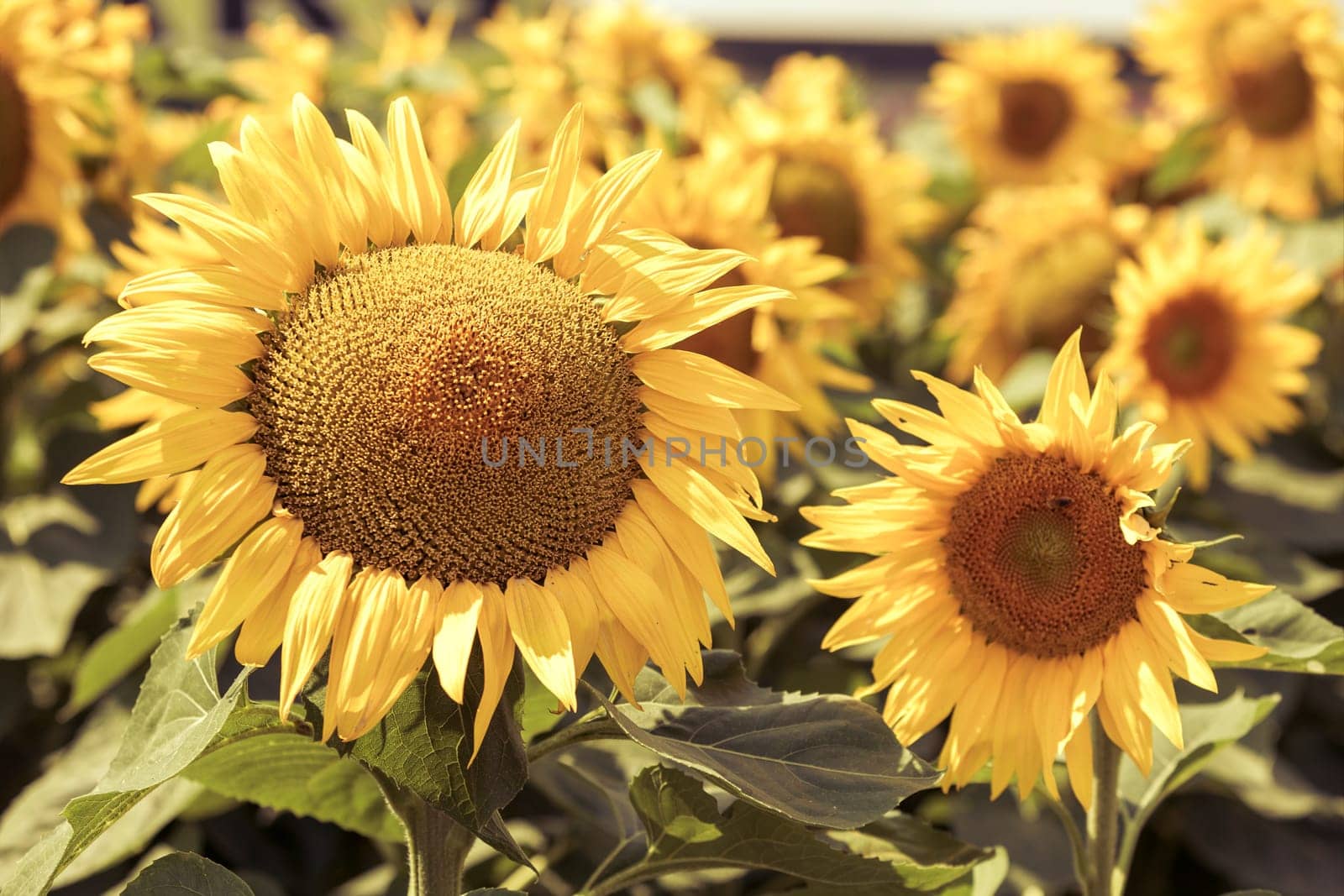 Sunflowers Field view. Filtered shot with a selective focus