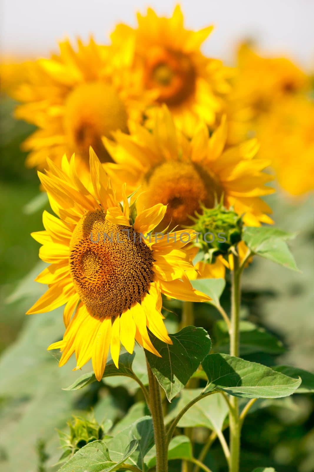 Sunflowers Field view. Filtered shot with a selective focus