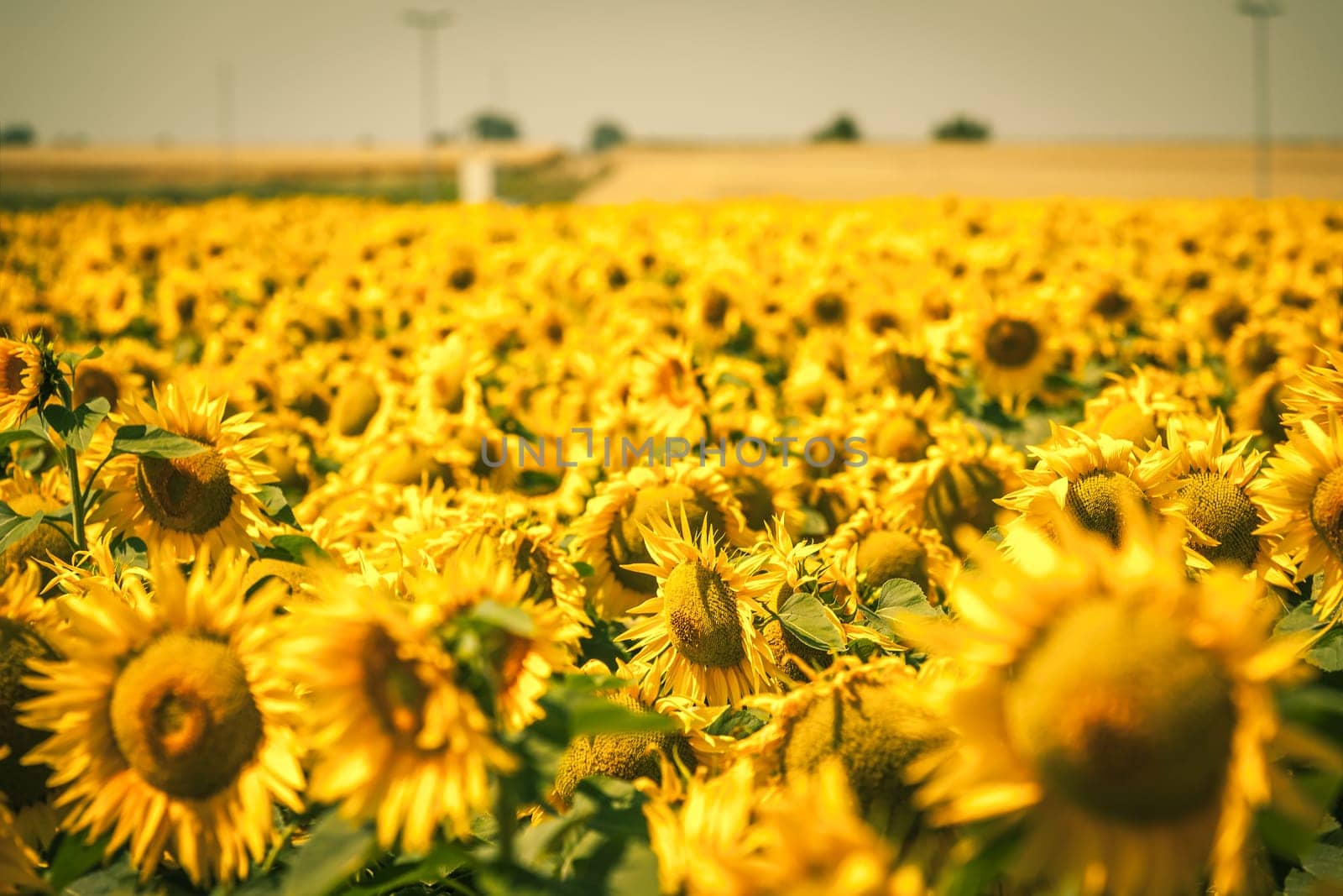 Bright Summer Sunflowers Field. Horizontal filtered shot