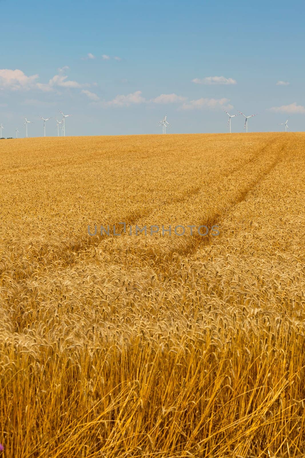Ripe Cereal field. Filtered Shot with a selective focus
