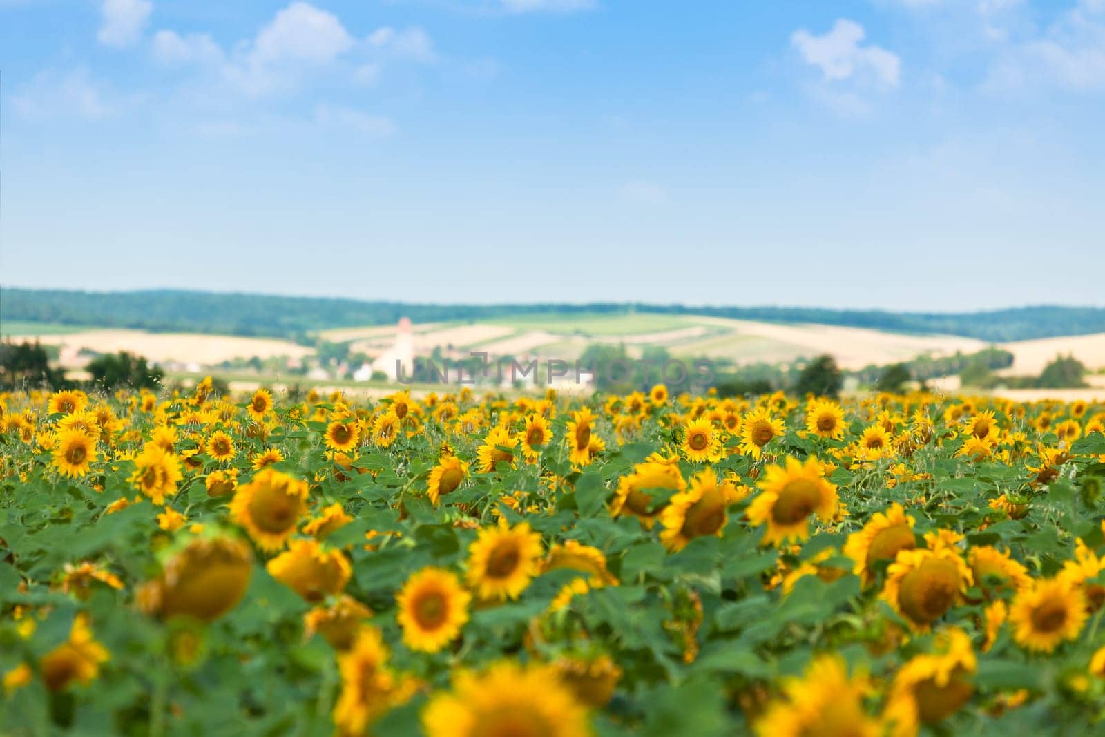 Sunflowers Field. Bright Blue Sky. Horizontal shot
