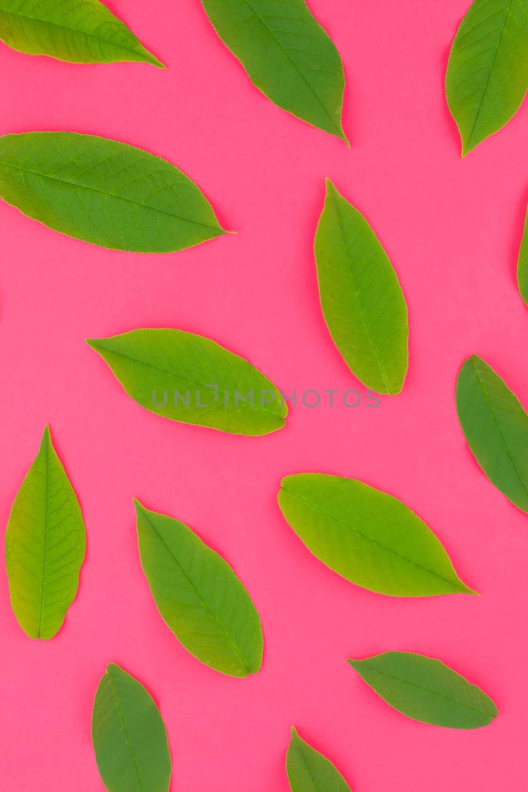 Creative flat lay top view pattern with fresh green leaves on bright pink background in minimal pop art style