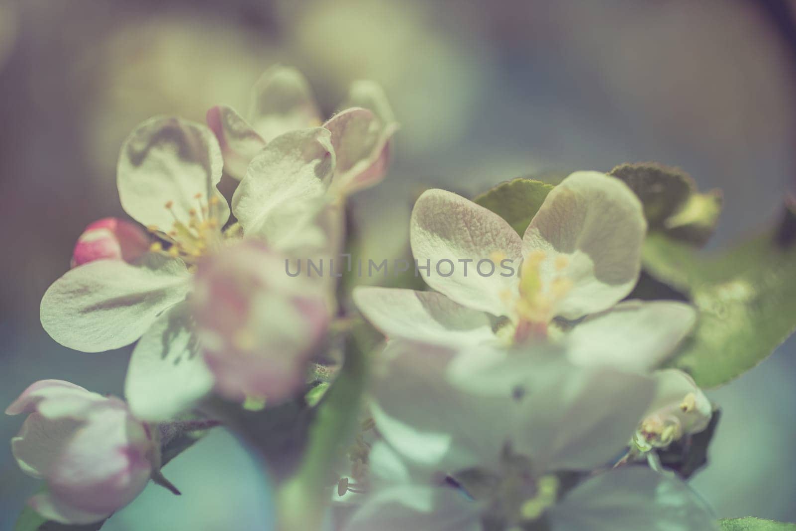 Apple blossoms over blurred nature background. Spring flowers creative macro image with bokeh. Shallow depth of field