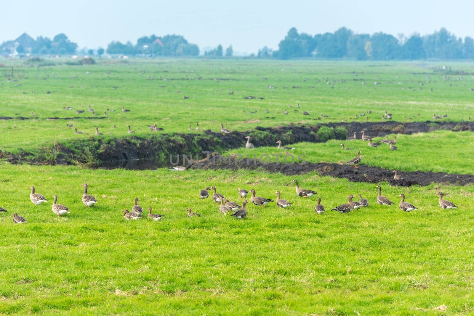 Lots of wild geese searching food on the meadow in Netherlands
