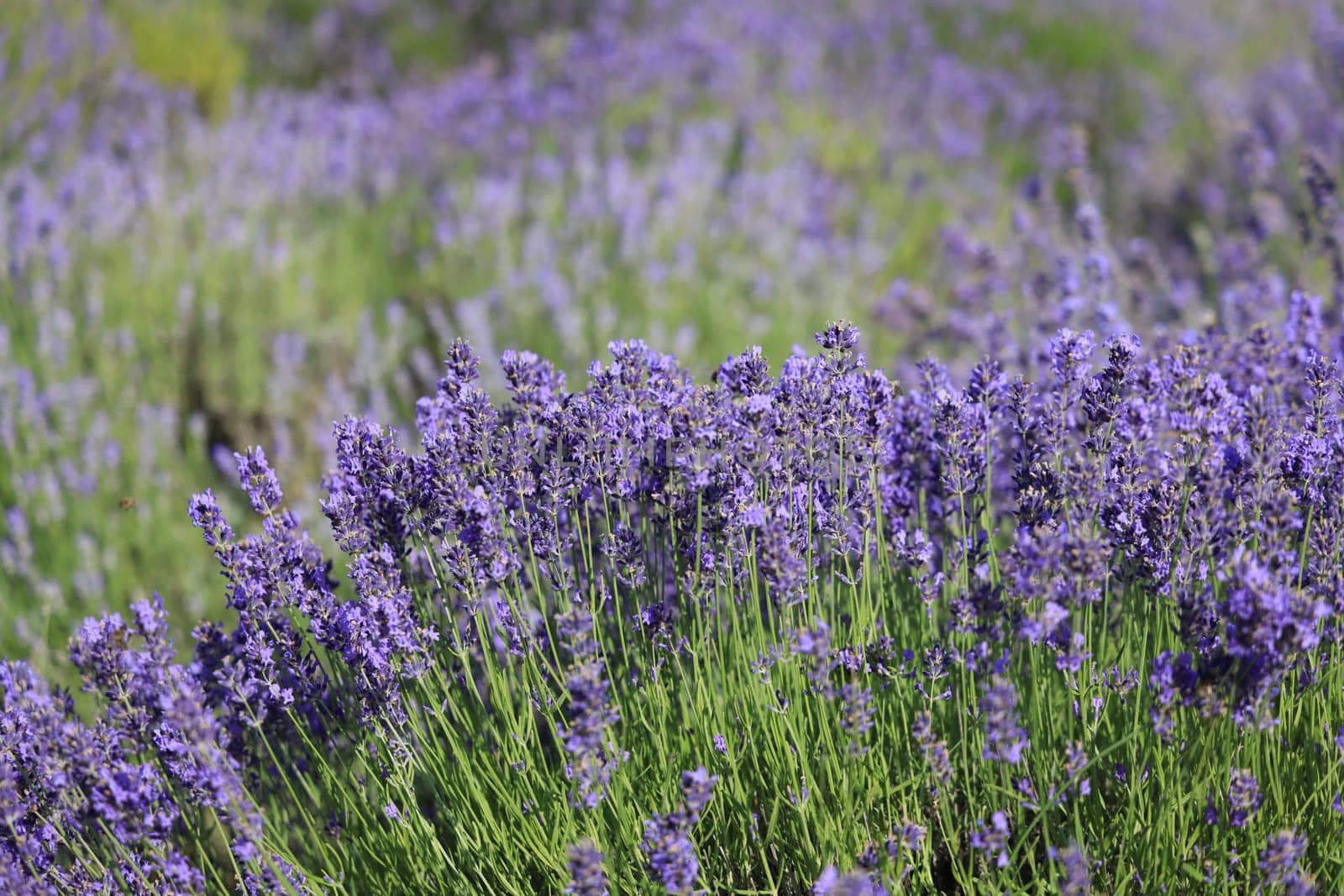 Picturesque meadow of blooming flowers of lavender, beauty of nature