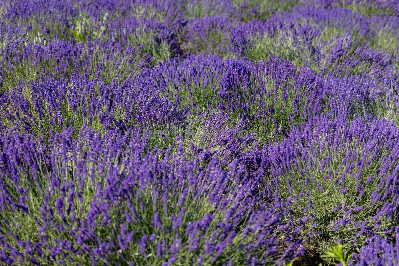 Picturesque meadow of blooming flowers of lavender, beauty of nature