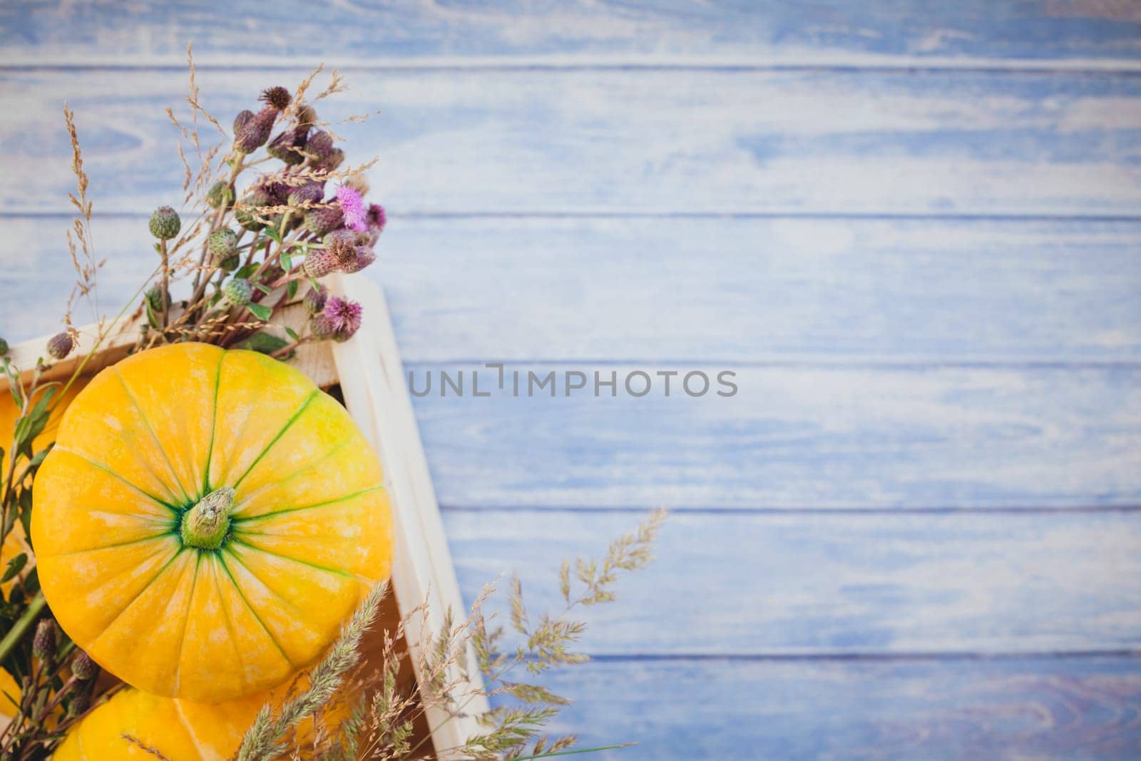 Top view of autumn orange pumpkins and dry flowers and grass in box thanksgiving background over blue toned wooden table with copy space. Template for fall harvest mood text