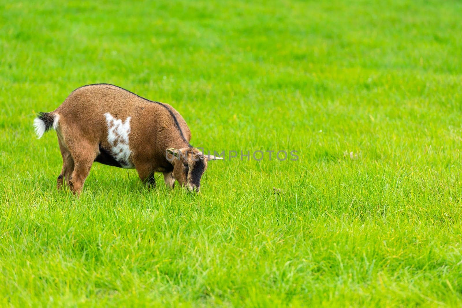 one brown goat eating of green grass at farm