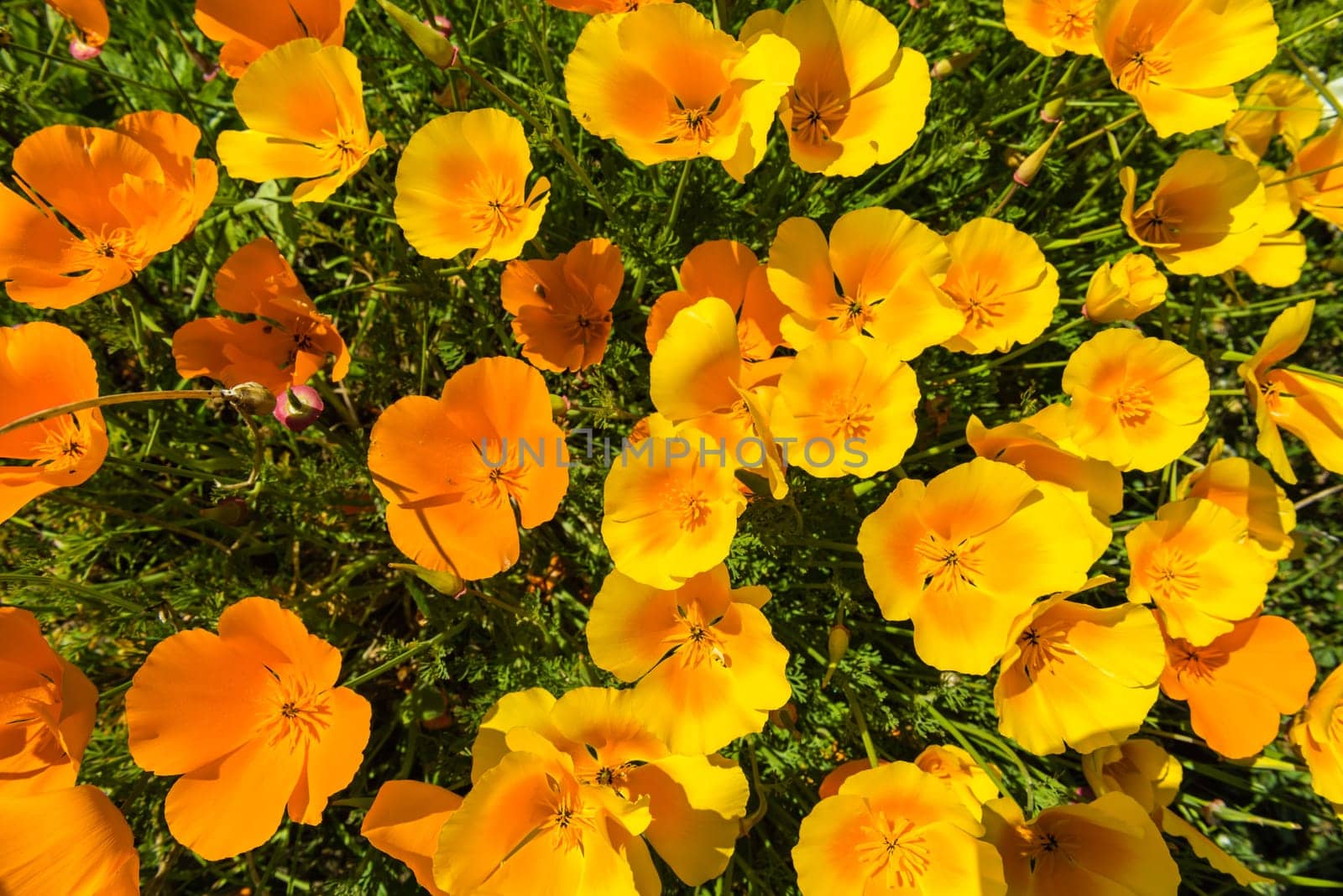 Orange poppies in a summer meadow on sunny day. Horizontal shot