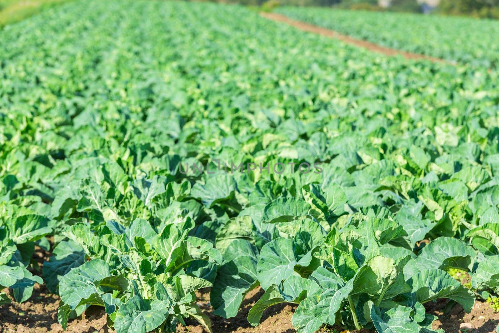 Cultivated field: fresh green salad bed rows. Shot with a selective focus