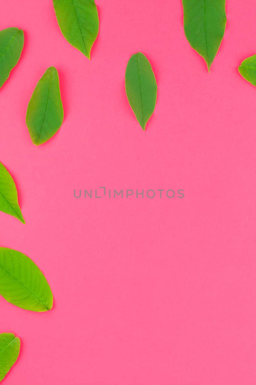 Creative flat lay top view pattern with fresh green leaves on bright pink background with copy space in minimal pop art style, template for text