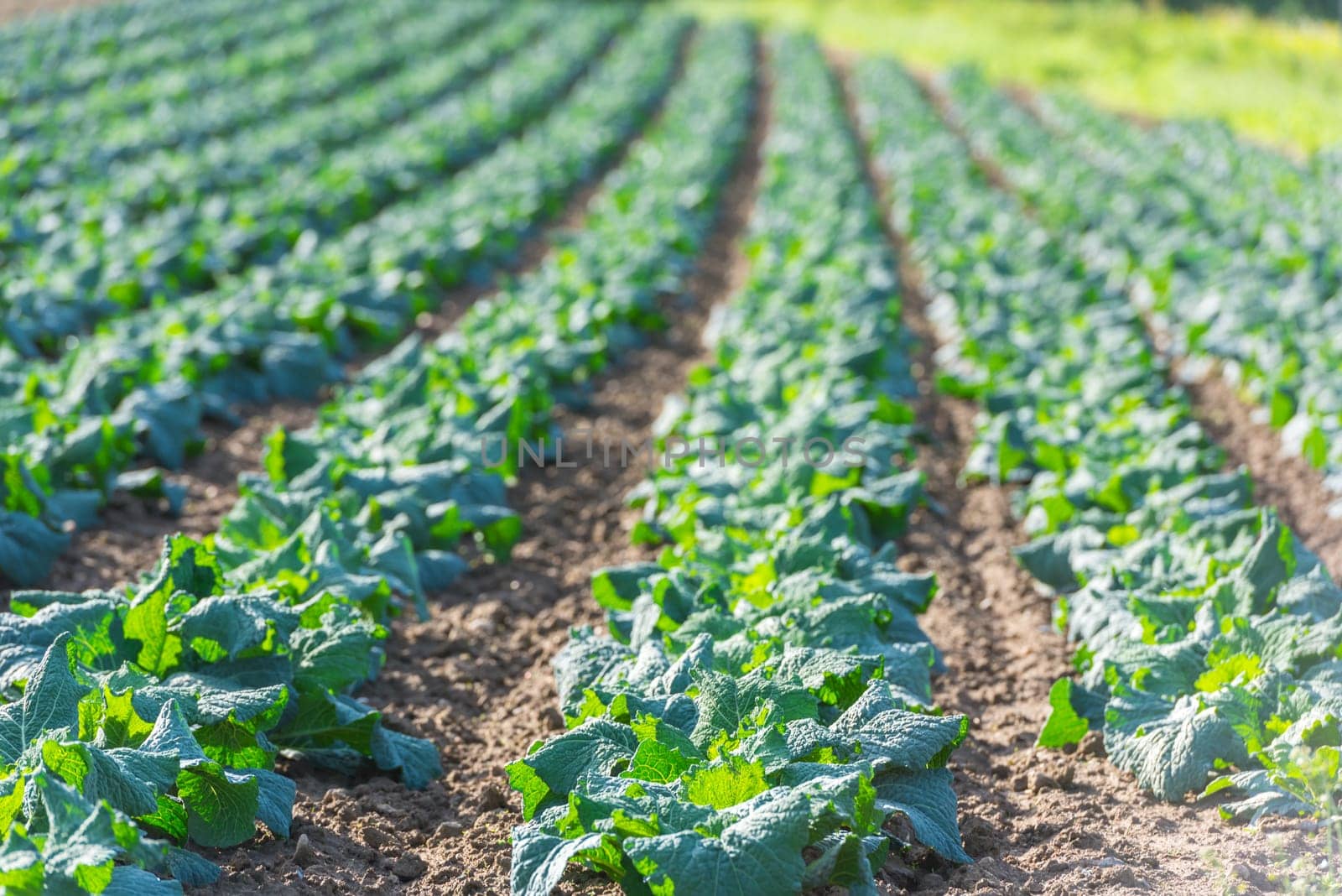 Cultivated field: fresh green salad bed rows. Shot with a selective focus