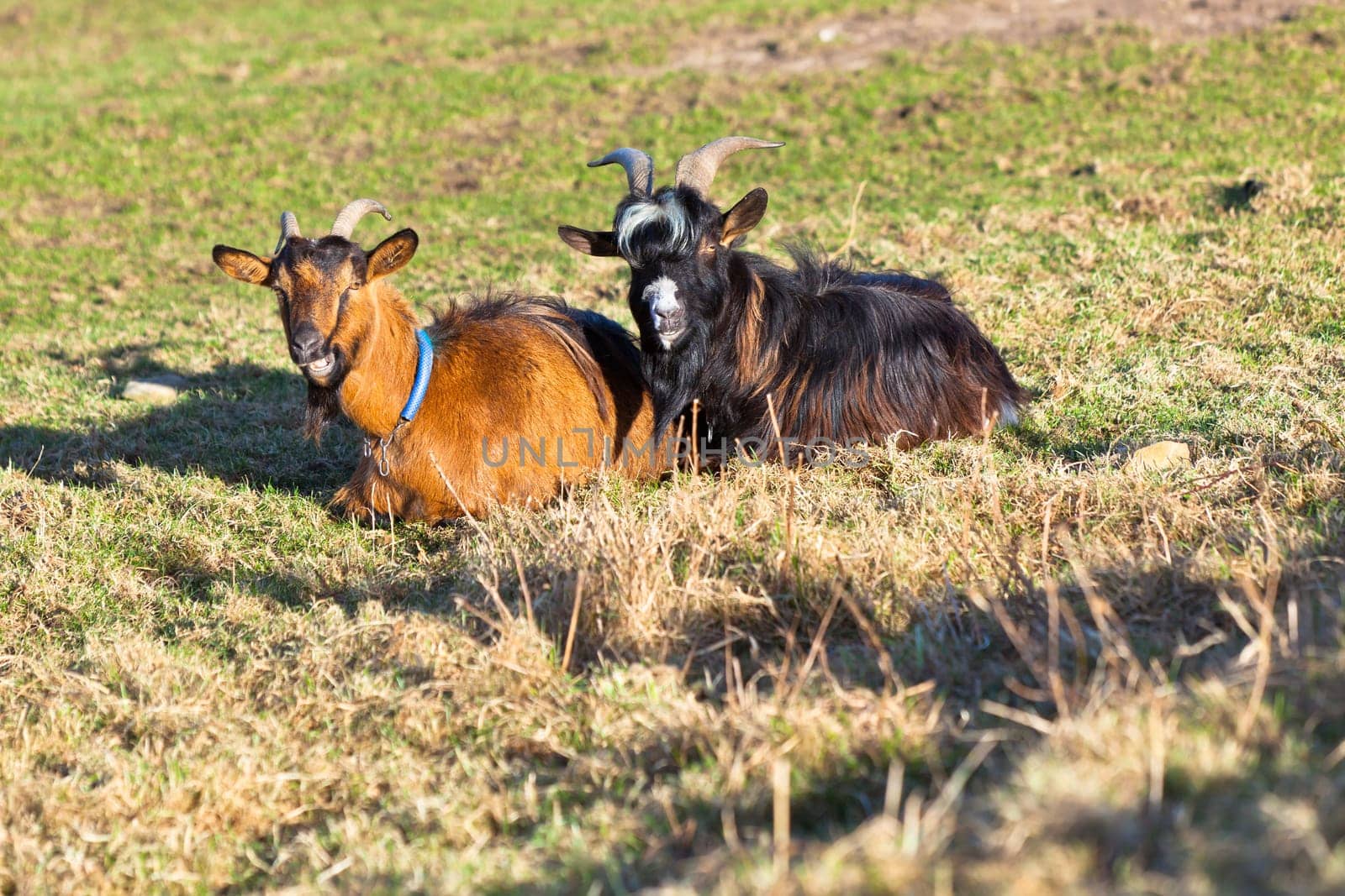 Two goats on the autumn grass. Horizontal shot.