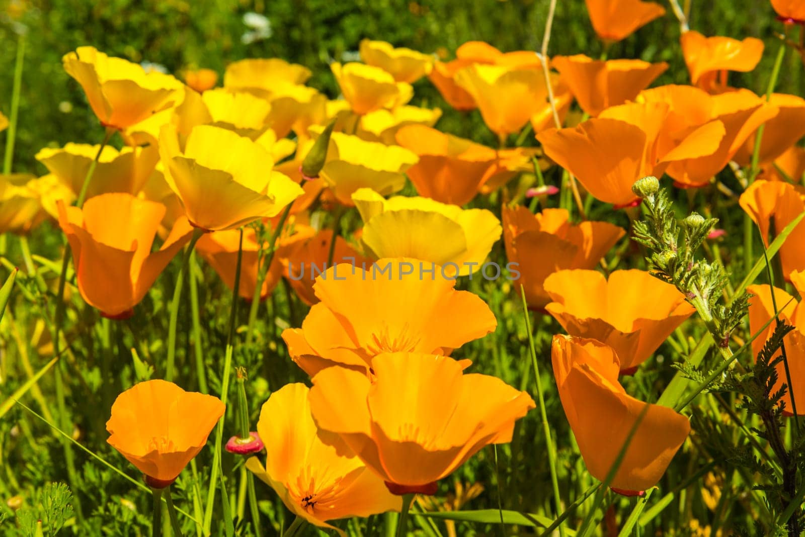 Orange poppies in a summer meadow on sunny day. Horizontal shot