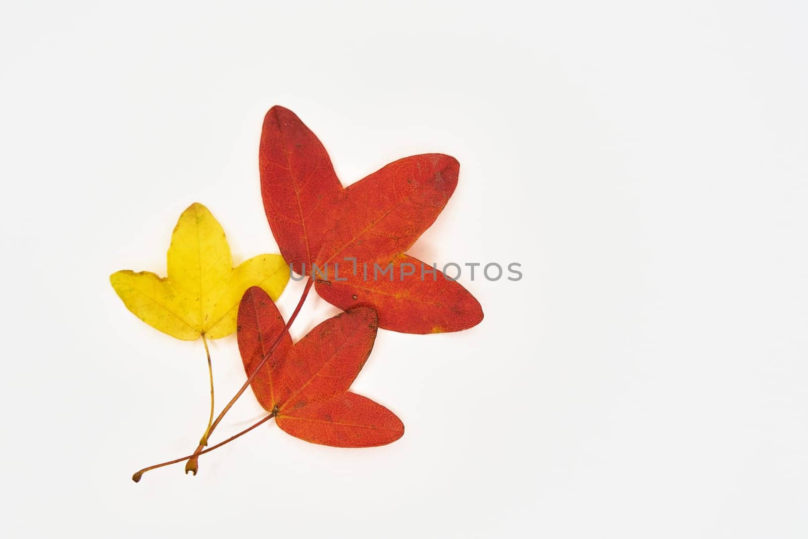 Three leaves of Acer monspessulanum, Montpellier maple, French maple with colorful autumn coloring and white background