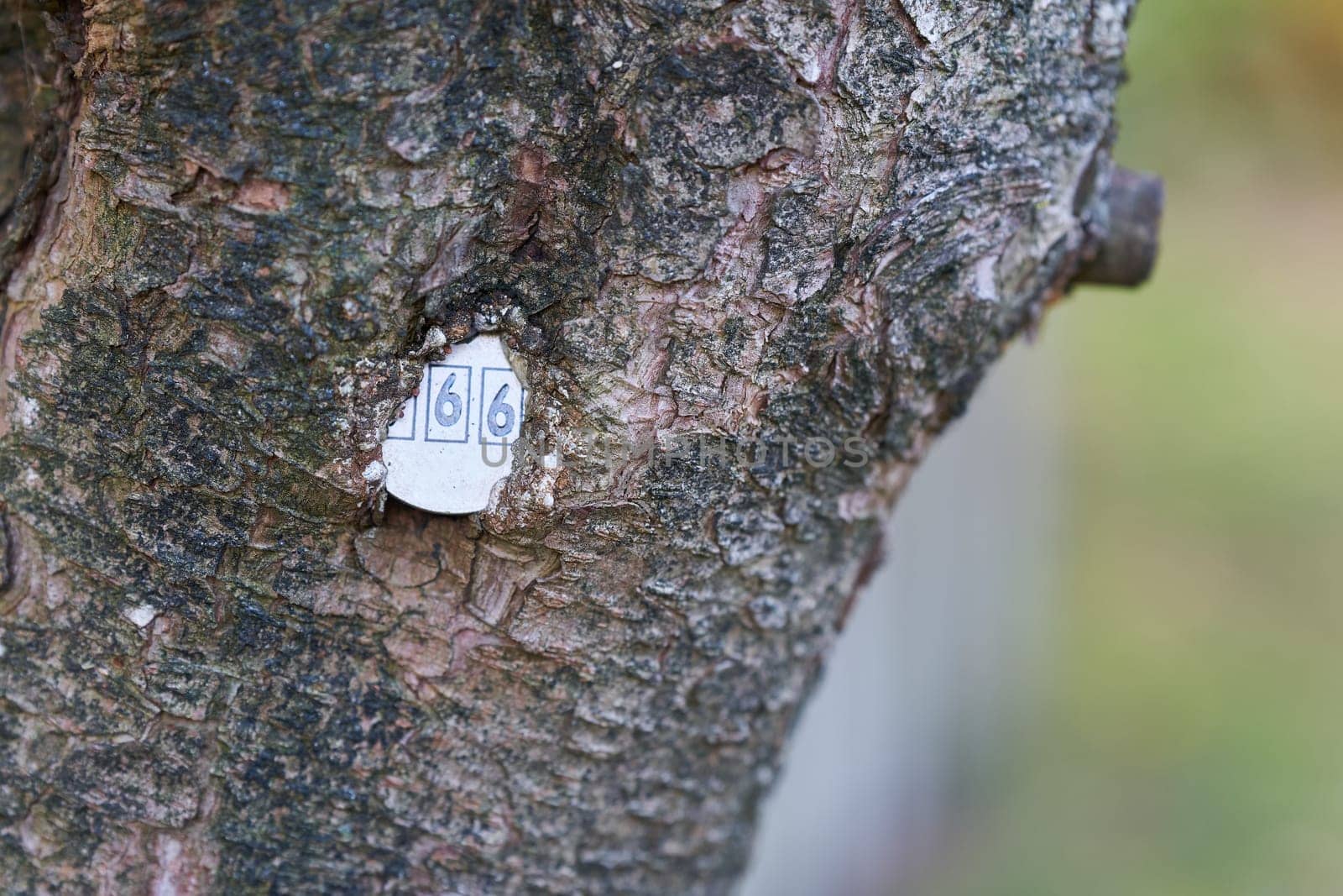 Plaque with the number of a tree ingrown into tree bark in a Park in Germany