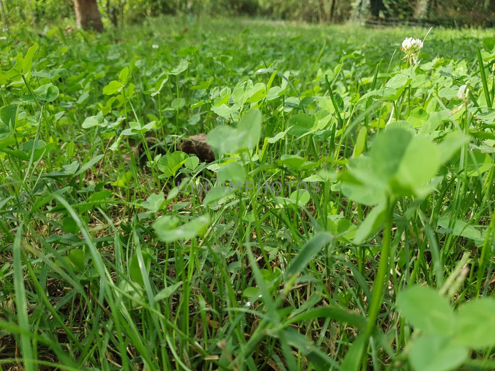 green meadow grass useful as a background