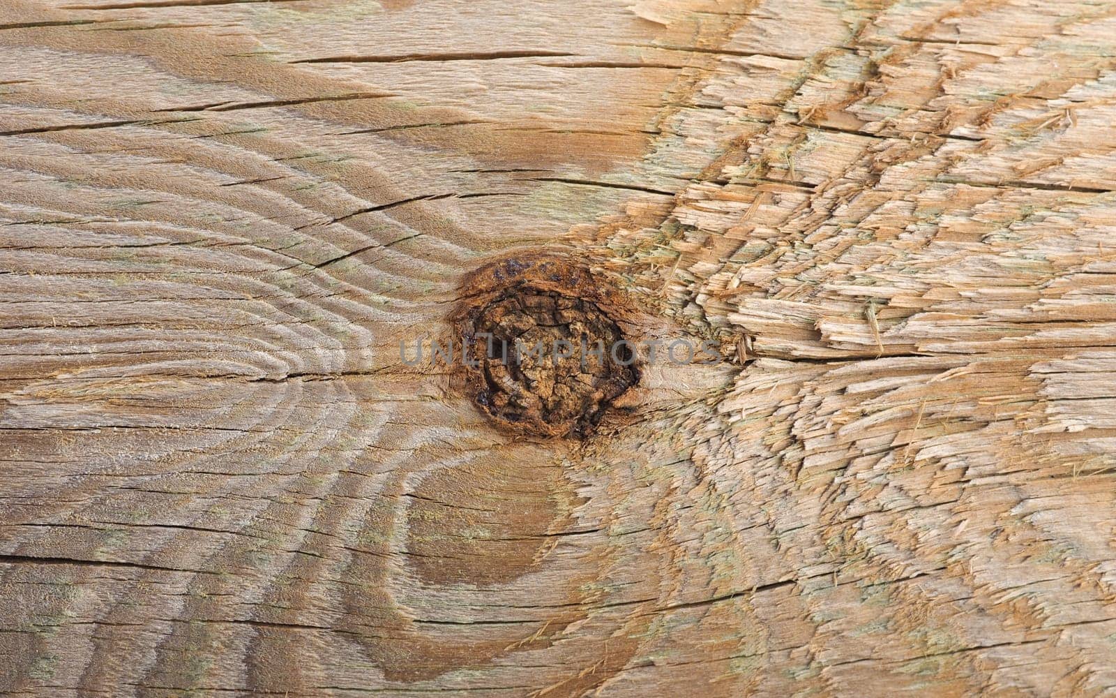 brown wood texture with knot useful as a background