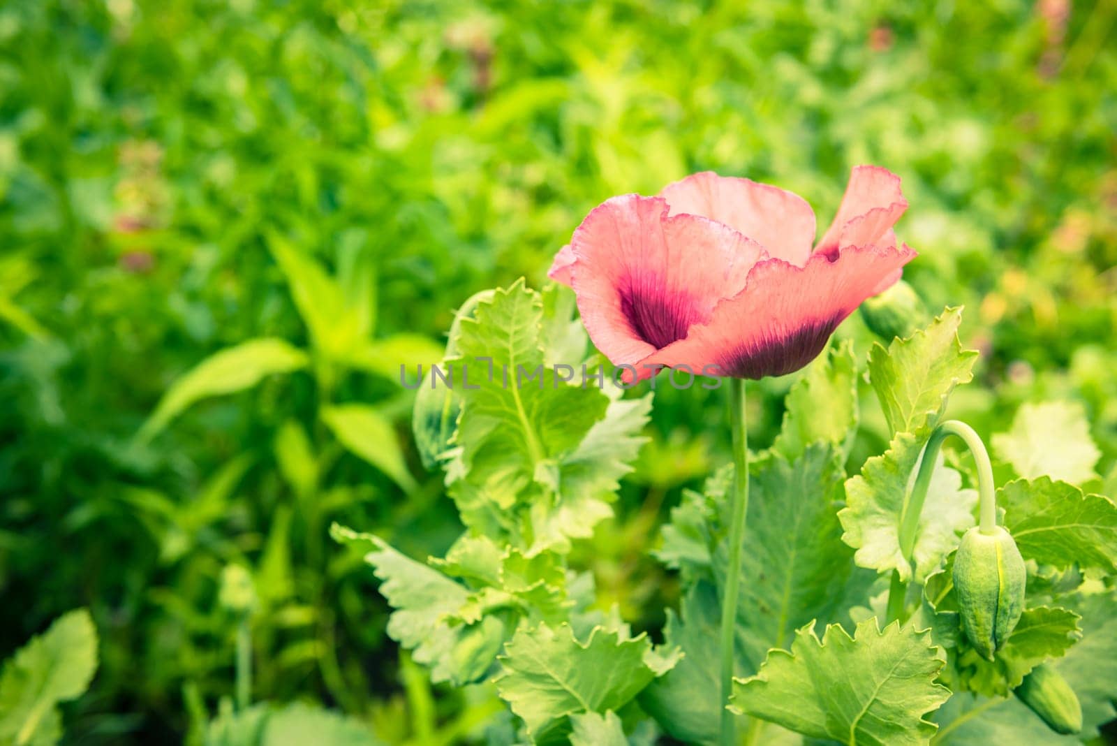 Red poppy in a summer meadow on sunny day. Horizontal shot