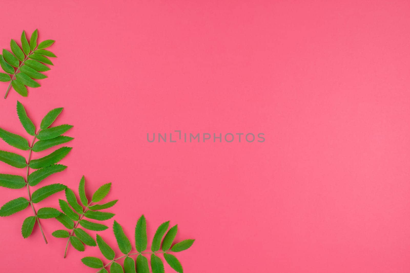 Creative flat lay top view pattern with fresh green rowan tree leaves on bright pink background with copy space in minimal duotone pop art style, frame template for text