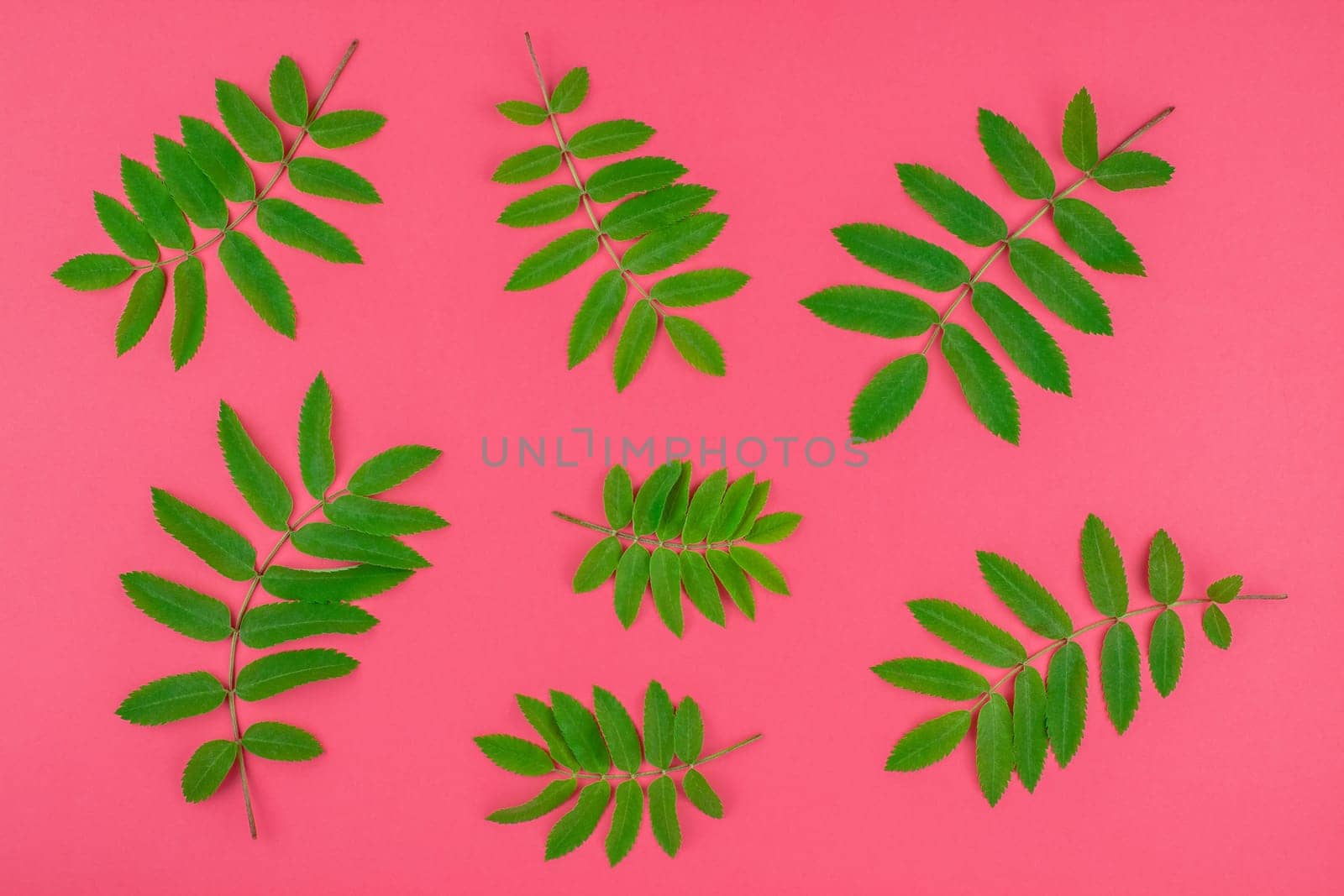 Creative flat lay top view pattern with fresh green rowan tree leaves on bright pink background with copy space in minimal duotone pop art style, frame template for text