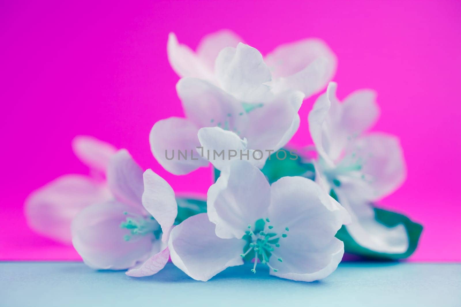 Apple blossoms over blurred color background. Spring flowers creative macro image with bokeh. Shallow depth of field. Spa and wellness concept