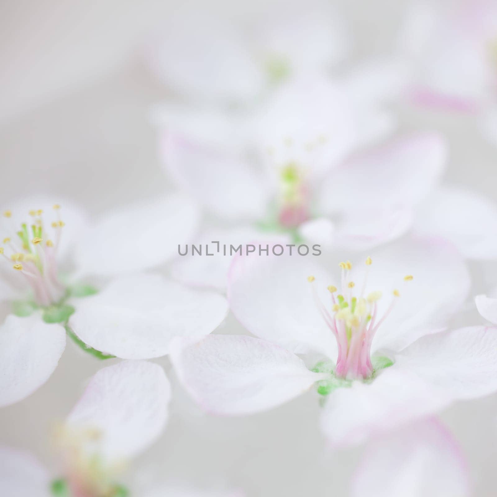Square Close up of white spring blossoming apple tree flowers floating in aroma bowl of water. Spa and wellness concept