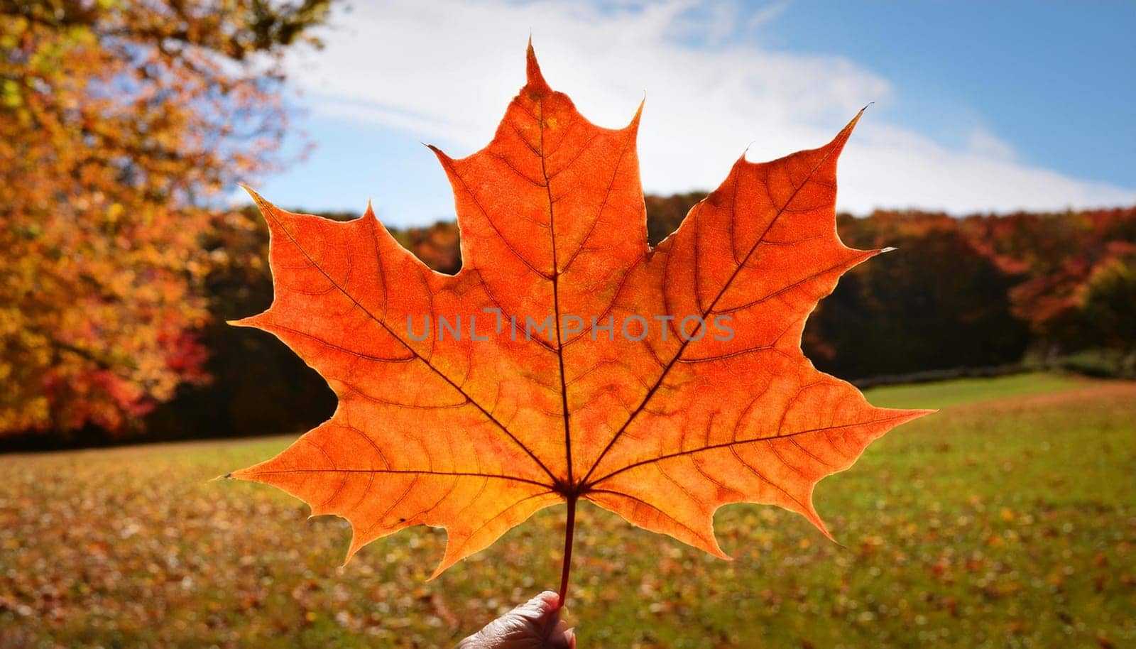 leaf of maple acer tree scientific name Acer Rubrum, AI generated image