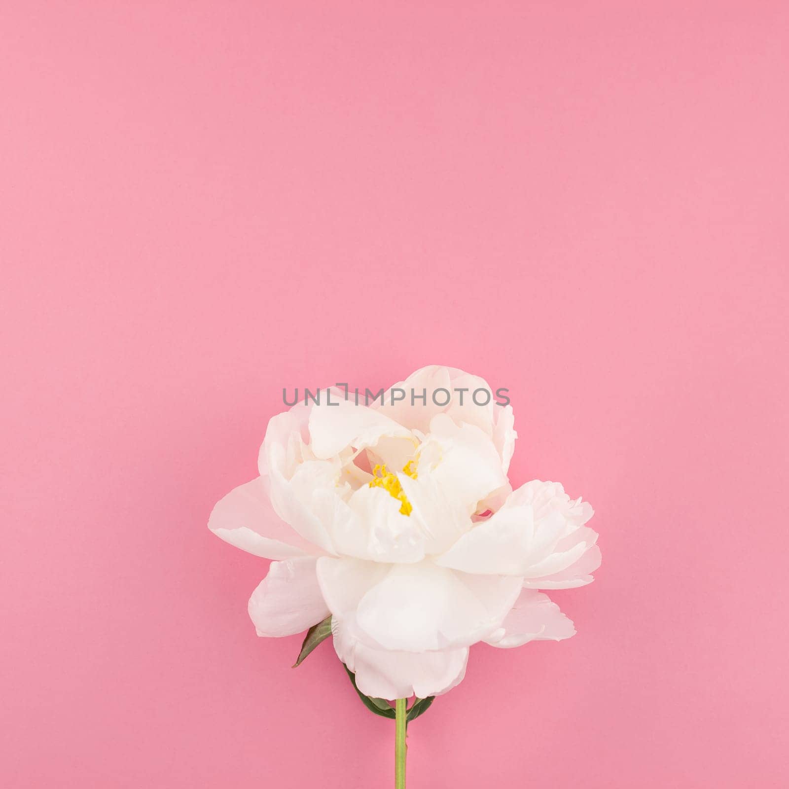 Blooming white peony flowers on square color paper background with copy space in minimal style, template for postcard, lettering, text your design. Wedding invitation and celebration greeting concept