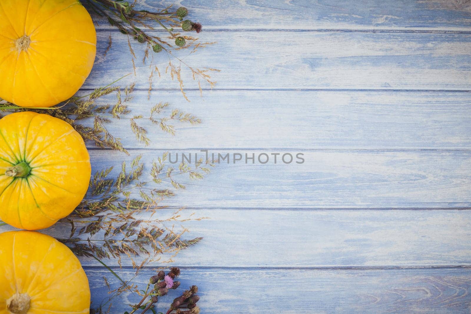 Top view of autumn orange pumpkins and dry flowers and grass thanksgiving background over blue toned wooden table with copy space. Template for fall harvest mood text