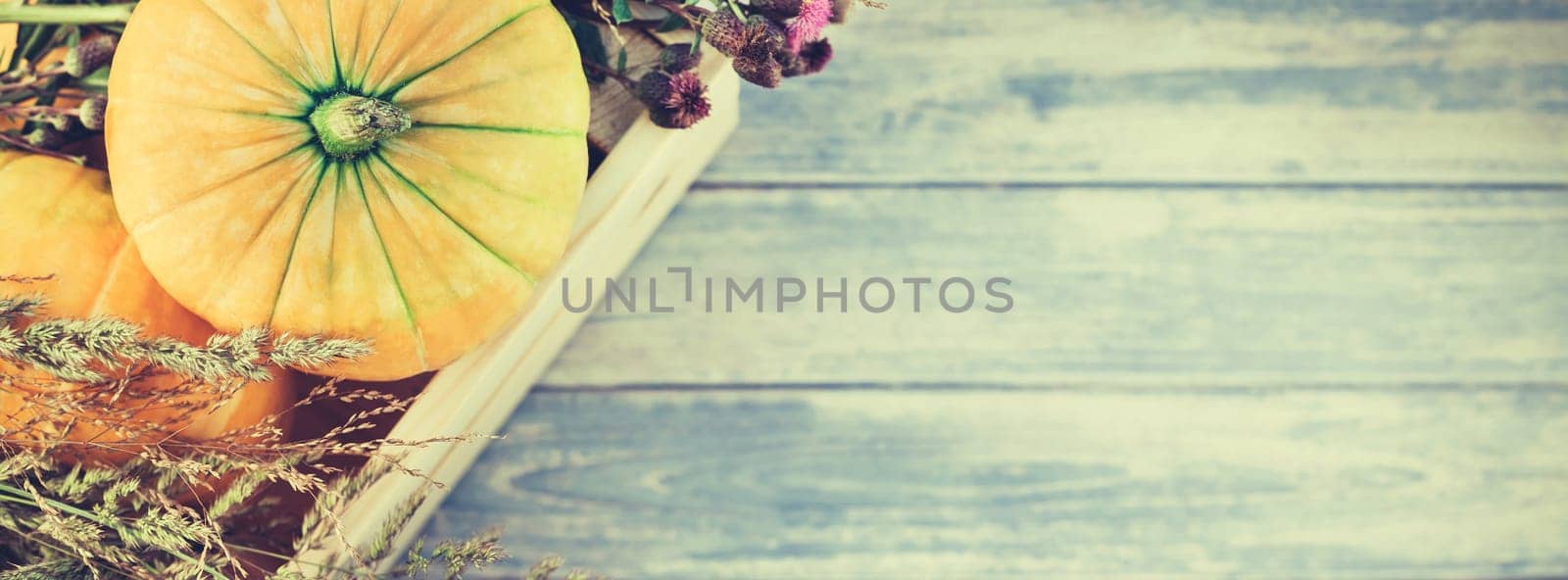 Top view of autumn orange pumpkins and dry flowers and grass in box thanksgiving background over blue toned wooden table with copy space. Template for fall harvest mood text. Long wide banner
