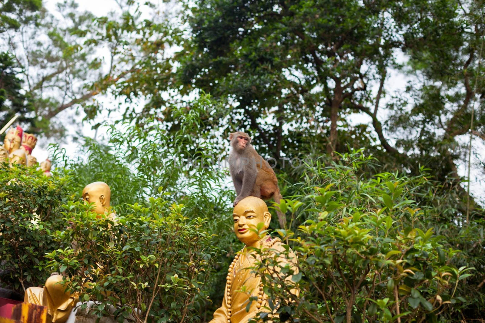 Portrait of monkey sitting on head statue of monk. horizontal shot
