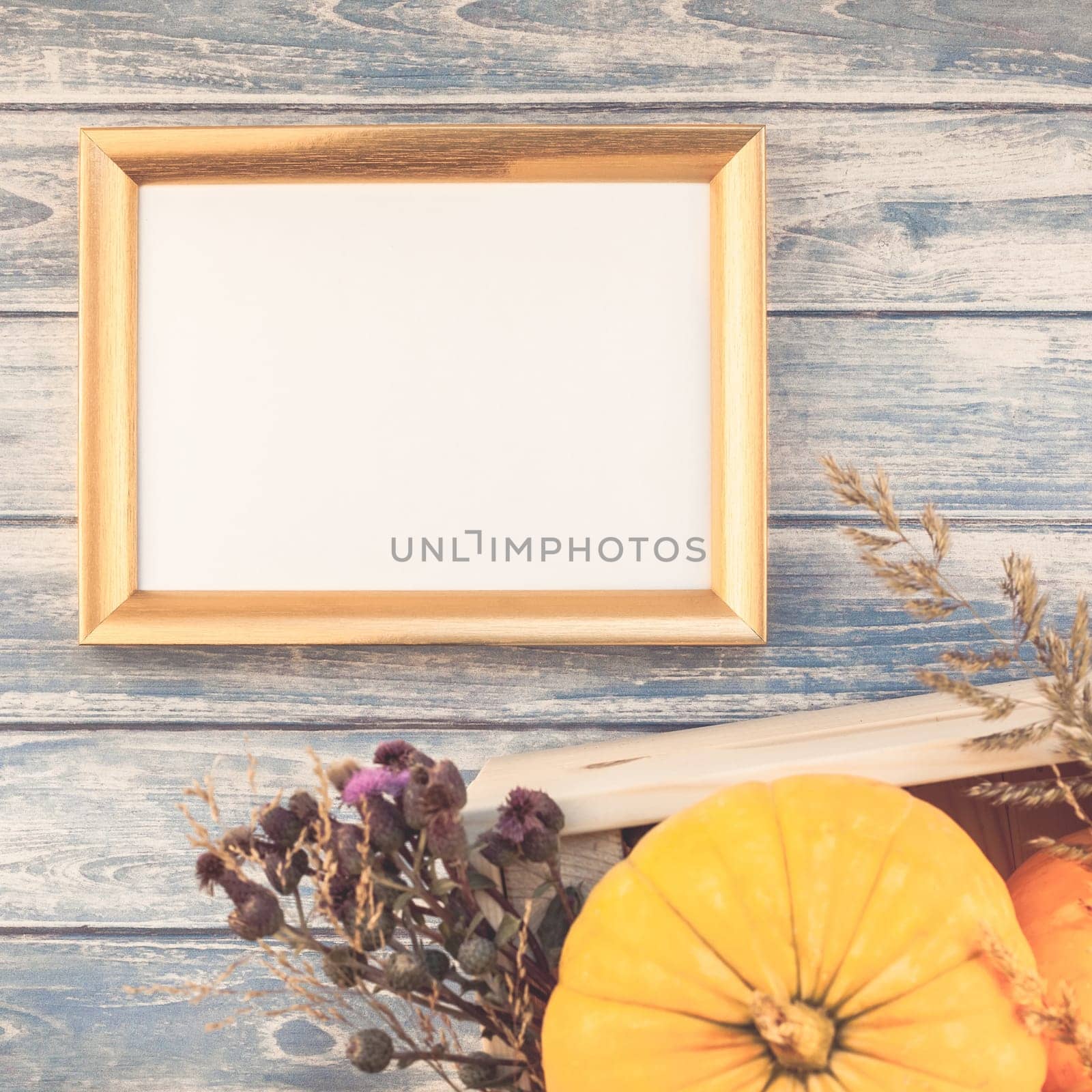 Square Top view of autumn orange pumpkins and dry flowers with grass thanksgiving background over blue toned wooden table with golden frame mock up and copy space in rustic style, template for text