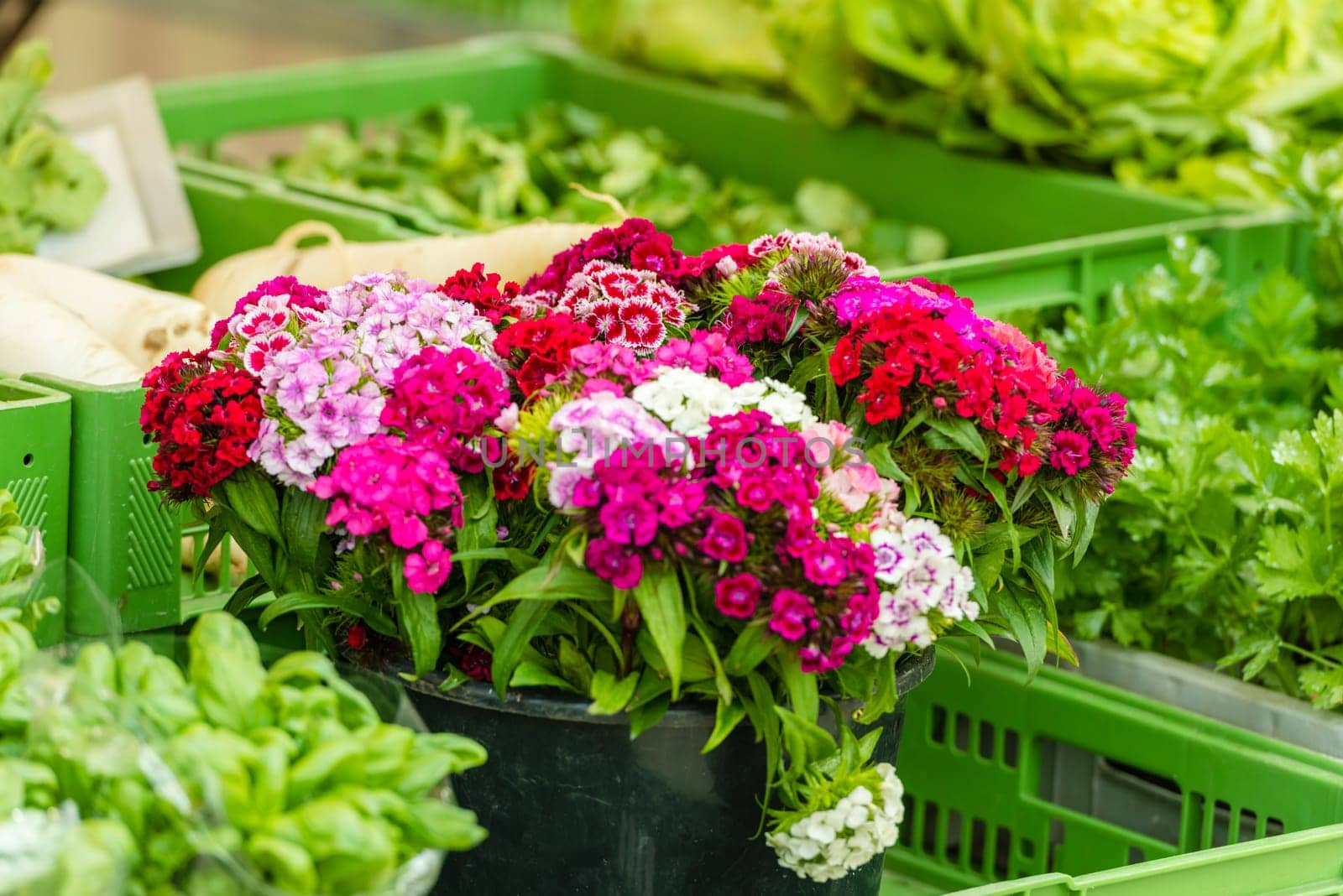 Beautiful carnation flowers selling at an european market