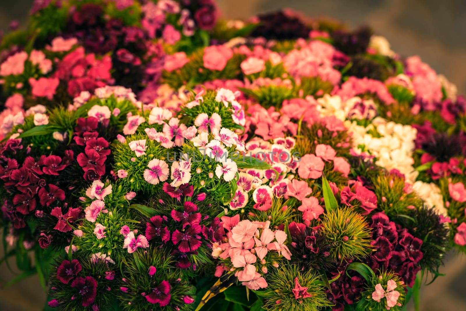 Beautiful carnation flowers selling at an european market