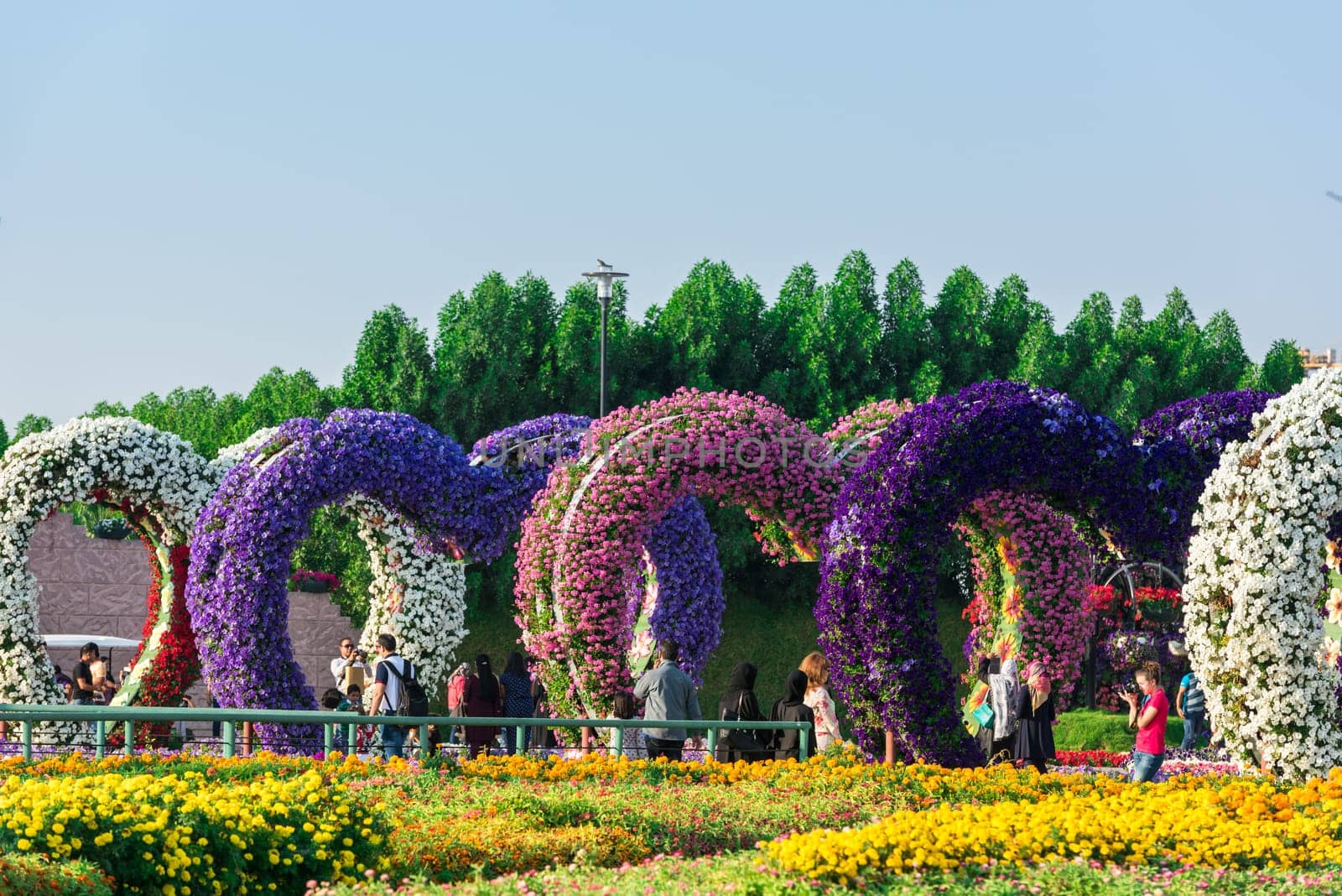 UAE, DUBAI - DECEMBER 30: dubai miracle garden with over million flowers on a sunny day December 30, 2014