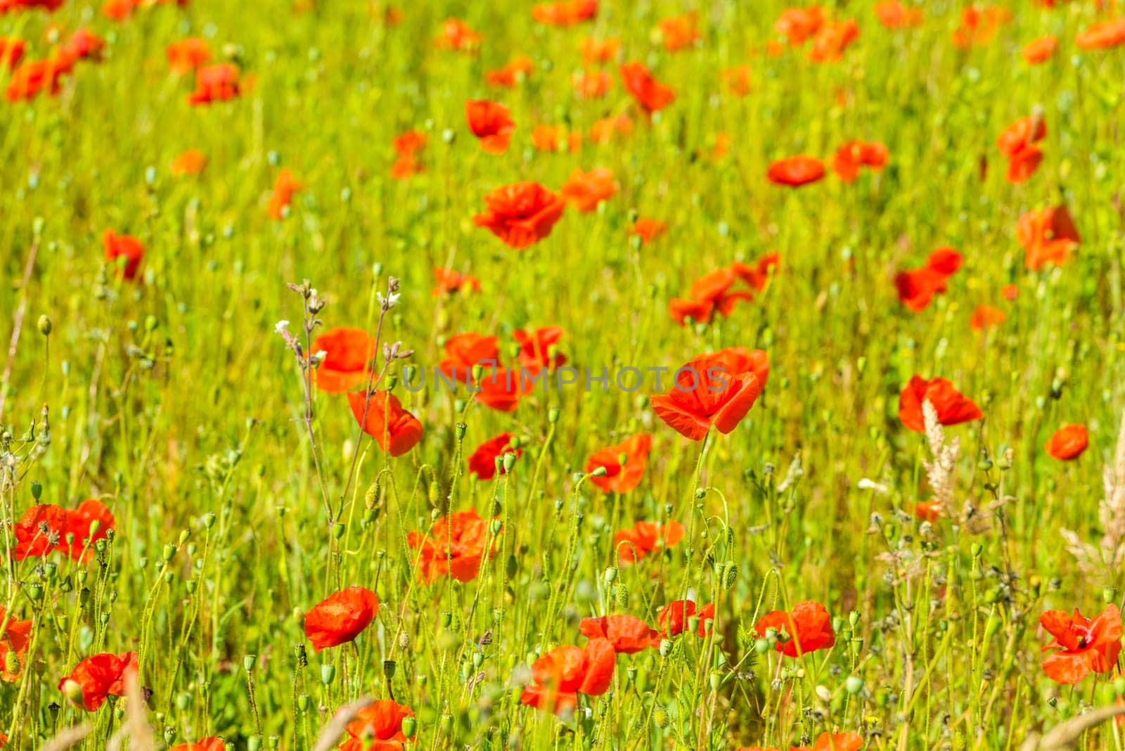 Red poppies in a summer meadow on sunny day. Horizontal shot