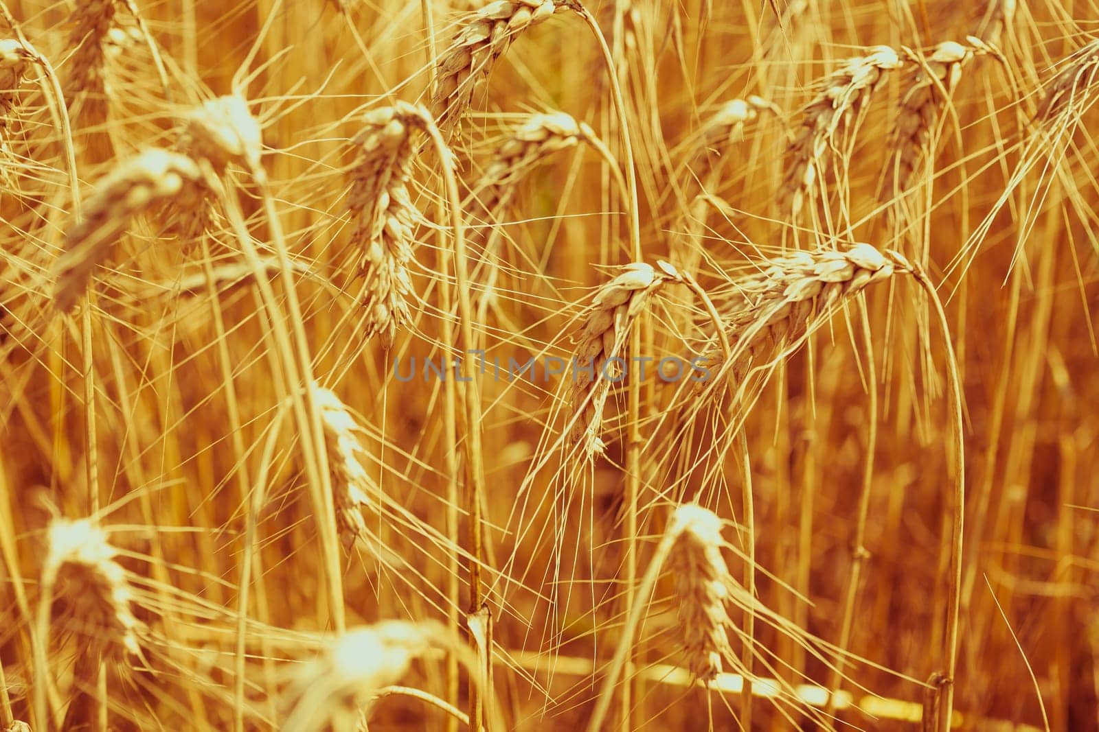 Ripe Cereal field. Shot with a selective focus