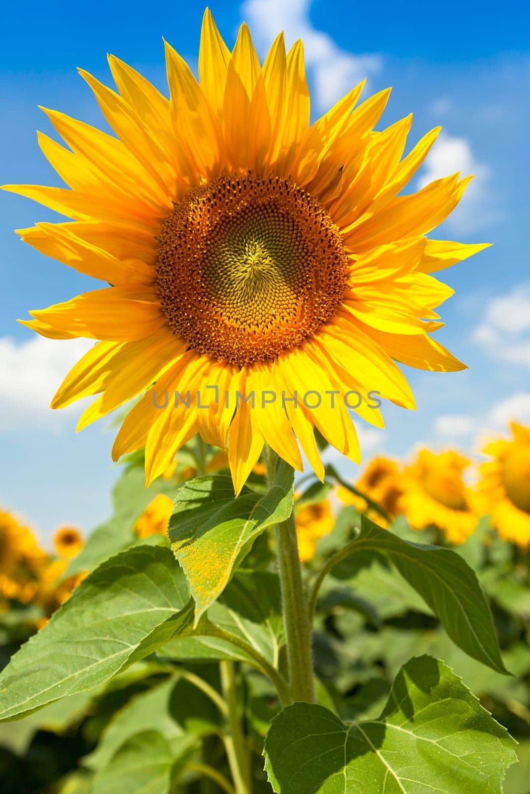 Sunflowers Field. Bright Blue Sky. Horizontal shot