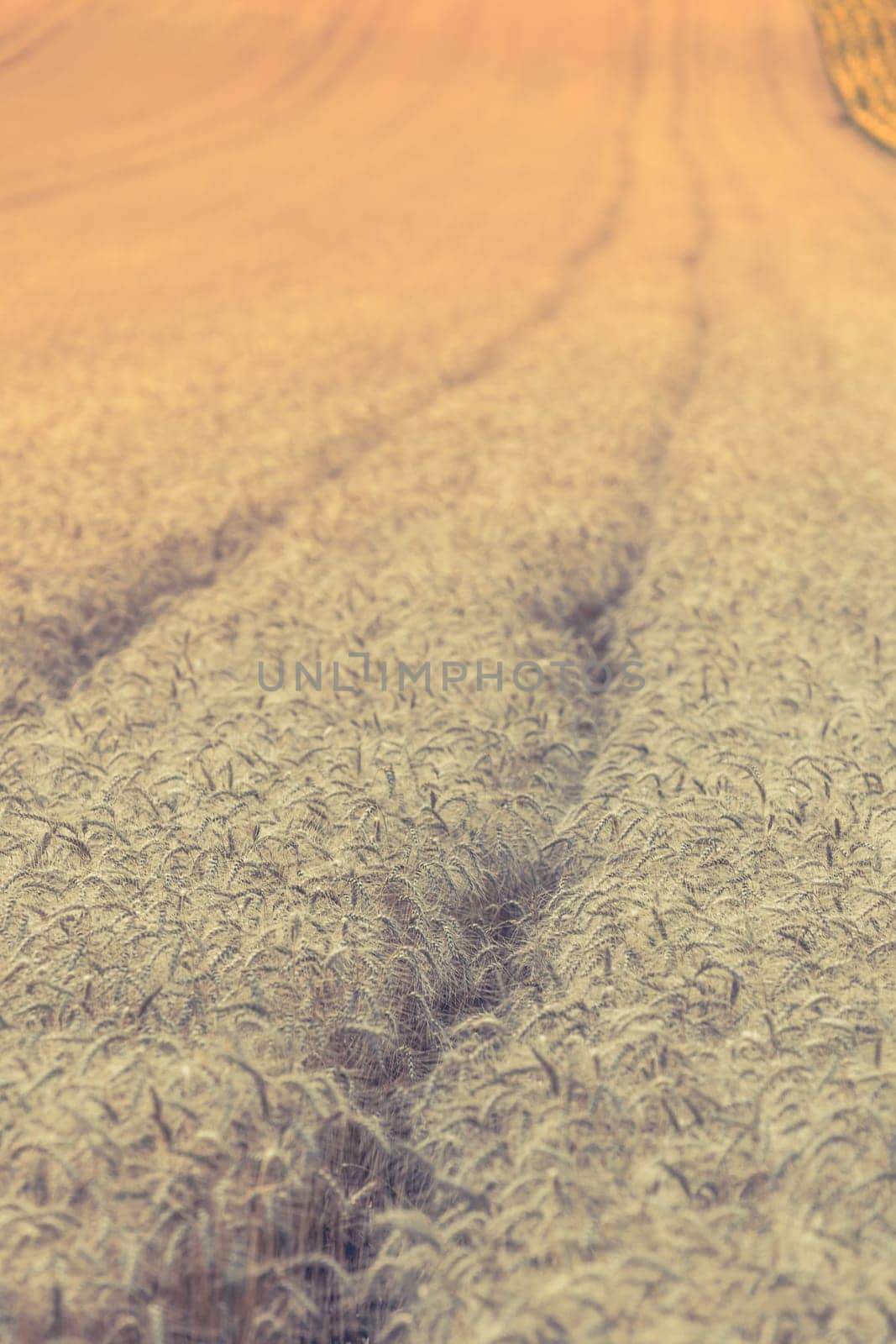 Ripe Cereal field. Filtered Shot with a selective focus