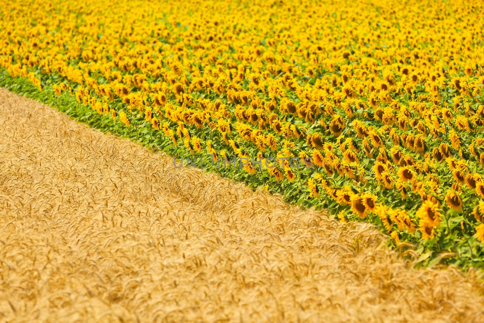 Cereal and Sunflowers Fields view. Filtered shot with a selective focus