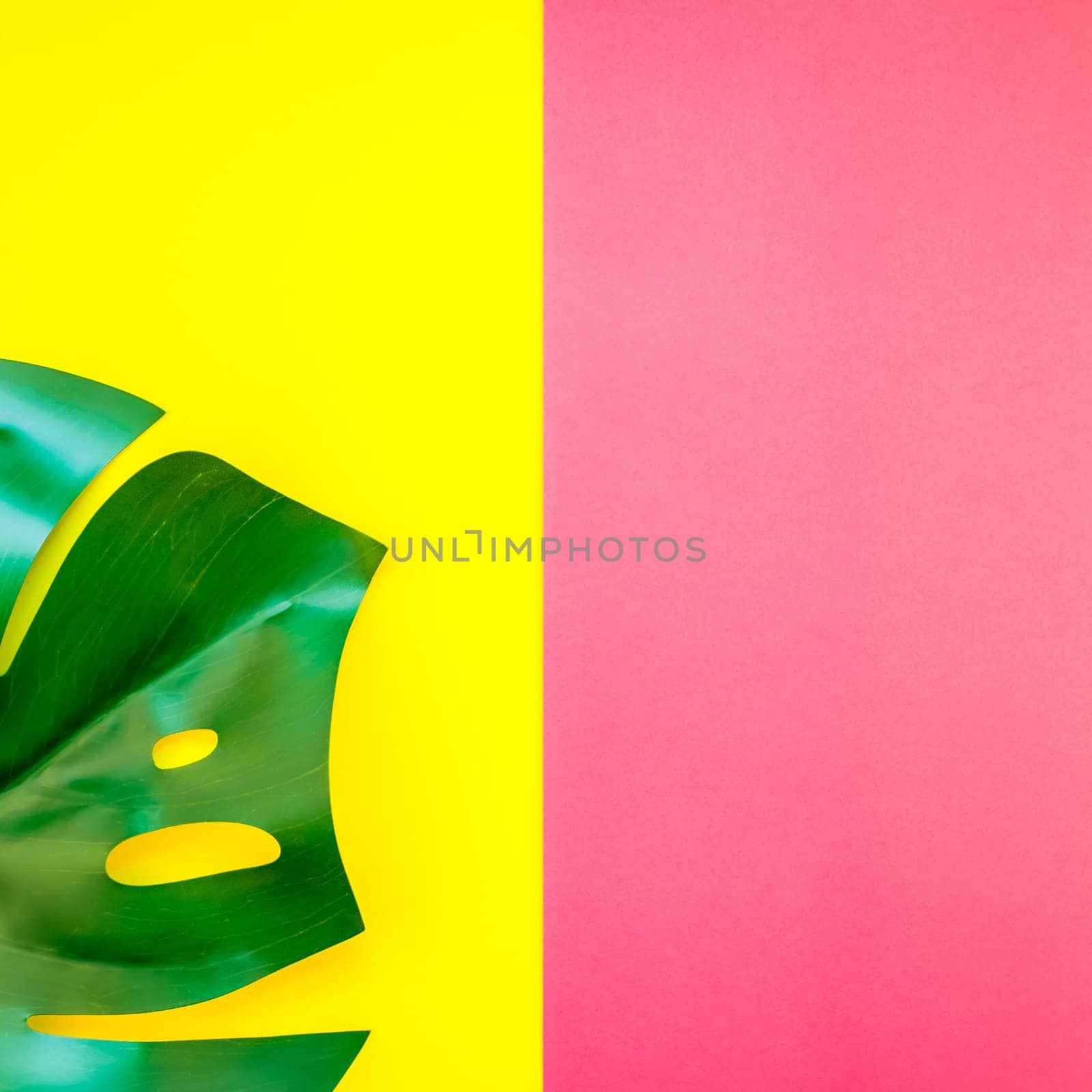 Tropical jungle palm monstera leaves on bright square yellow and pink duotone paper background. Summer creative flat lay concept template for text