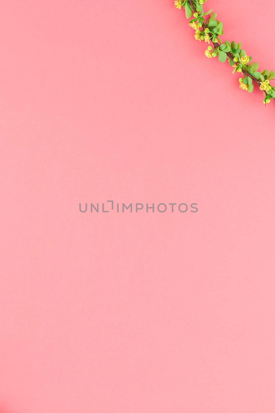 Creative flat lay concept top view of spring blossoming barberry branch with green leaves, barbs and yellow flowers on pastel color paper background with copy space in minimal style, template frame