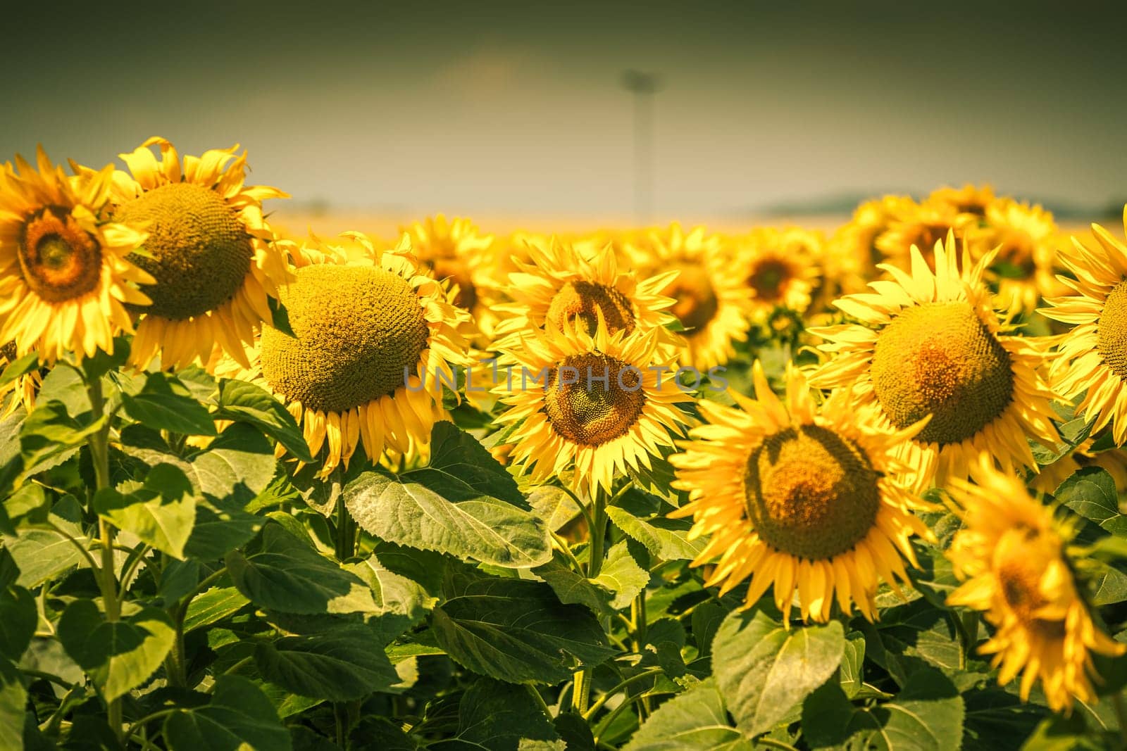 Sunflowers Field view. Filtered shot with a selective focus
