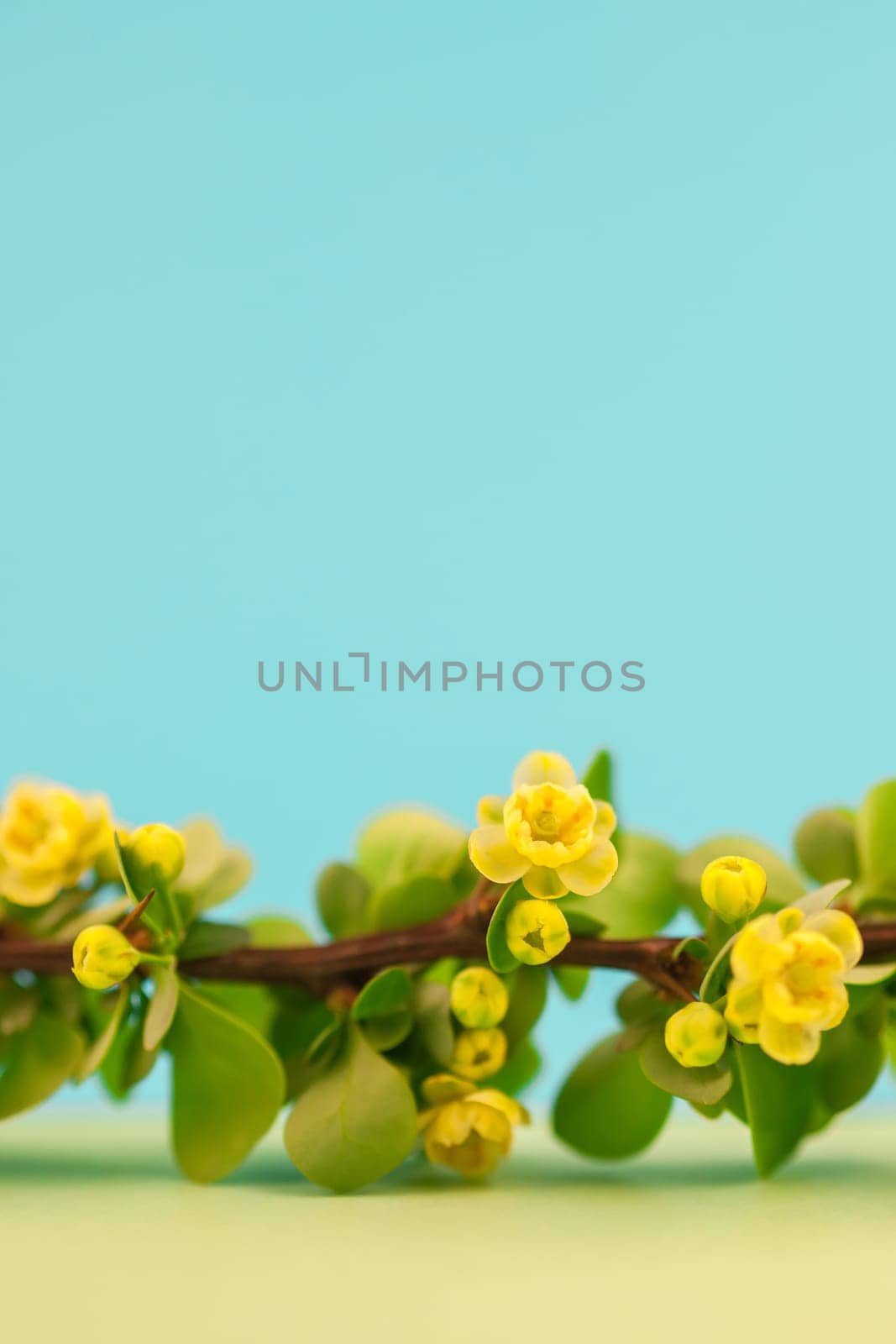 Spring blossoming barberry branch with green leaves, barbs and yellow flowers on pastel color paper background with copy space in minimal style, template for text