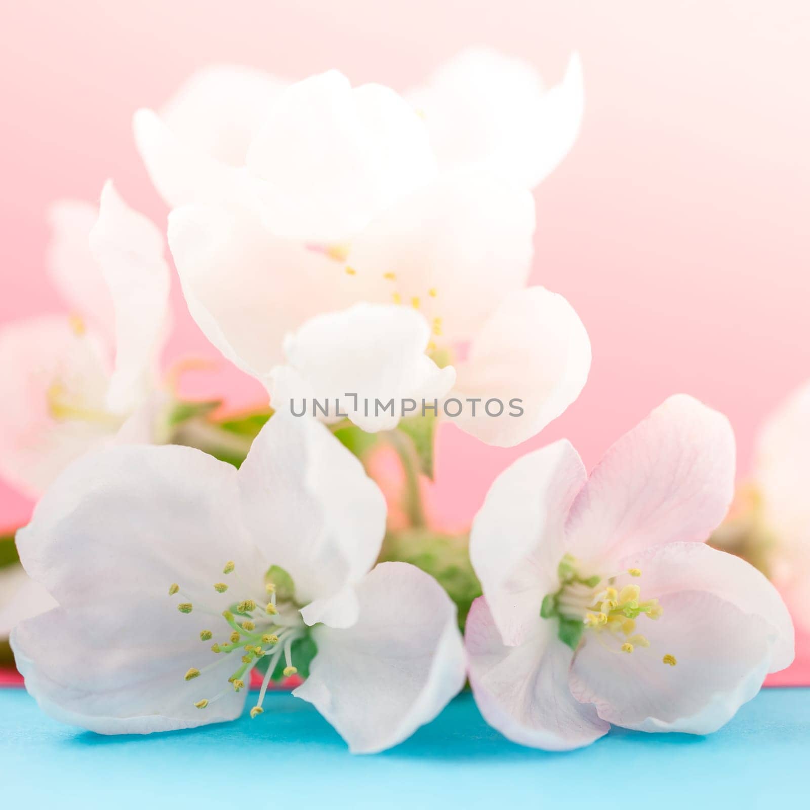 Apple blossoms over blurred color background. Spring flowers creative macro square image with bokeh. Shallow depth of field. Spa and wellness concept