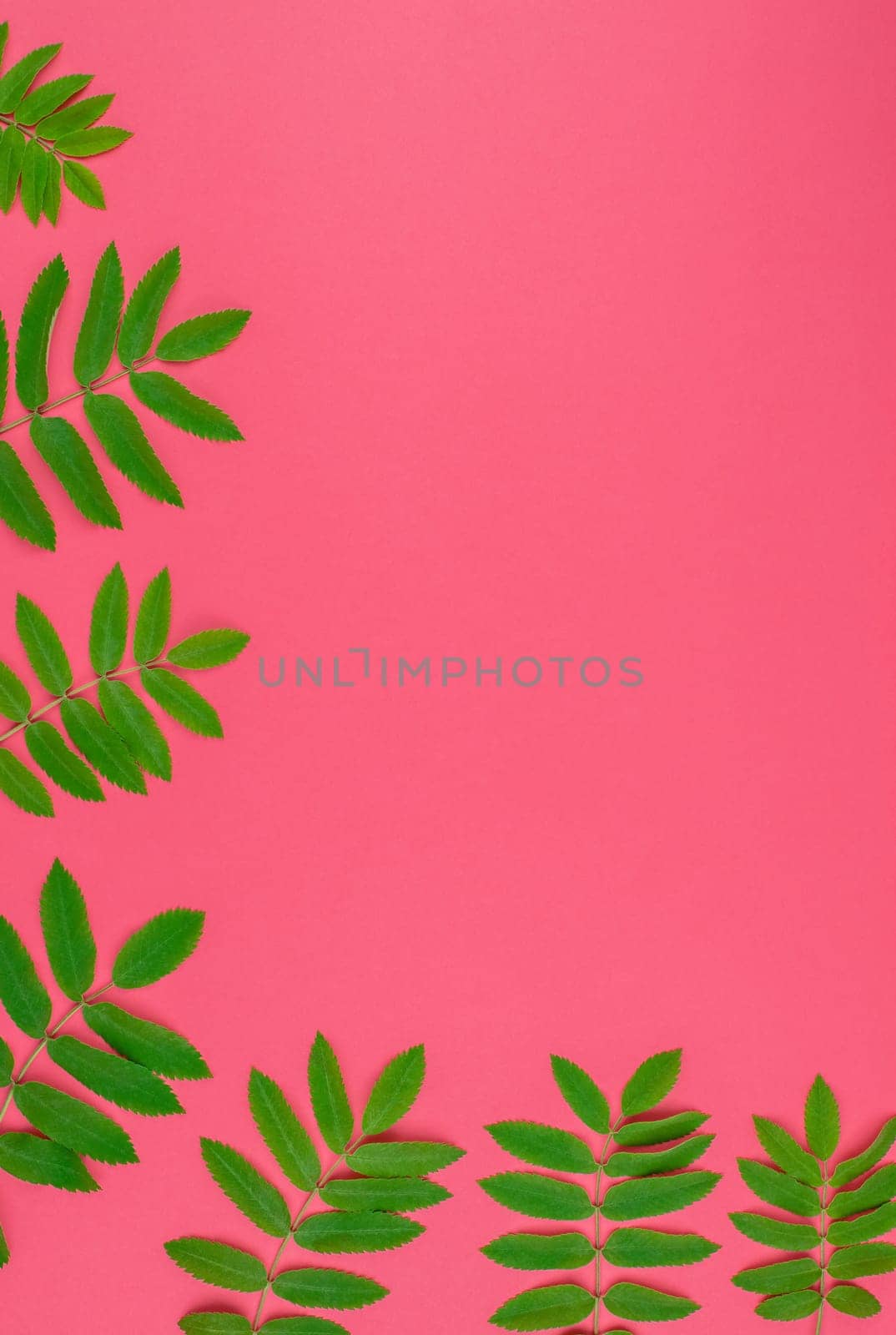 Creative flat lay top view pattern with fresh green rowan tree leaves on bright pink background with copy space in minimal duotone pop art style, frame template for text